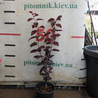 Реальне фото саджанця 60см, щеплена, контейнер