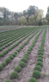 IMG-fcb8e4efd136b38b7a9575d5c23e8e52-V