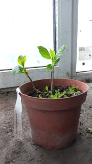 Реальні фото саджанція Хамелеон контейнер 1.5л.