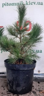 IMG-ff105848fc06053a013c3cdb33b443cd-V