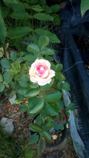 IMG-ffc52b125cdf45ccf50e8ca15aa1094a-V