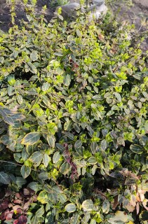 IMG_20230410_13001221874