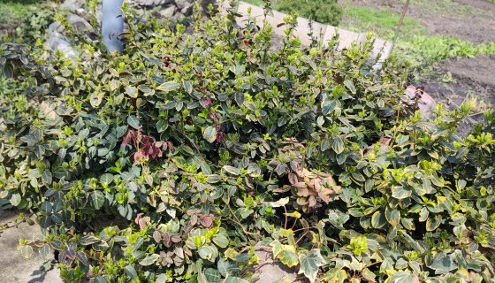 IMG_20230410_13031519992