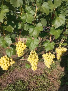 Виноград Лора (Флора)