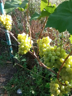 Виноград Лора (Флора)