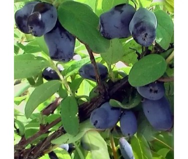 Жимолость їстівна Індіго Джем (Indigo Gem)