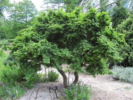 В'яз голландський карликовий Жаклін Хіллер (Jacqueline Hillier)