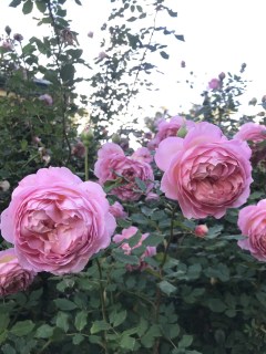 Jubilee-Celebreation-2