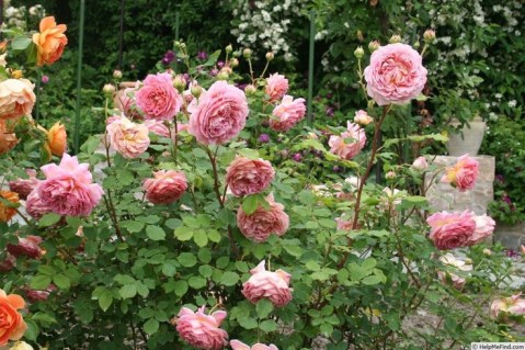 Jubilee-Celebreation-3