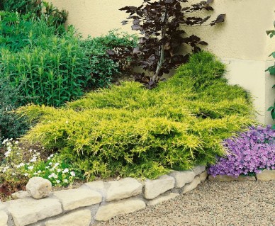 Можжевельник средний Олд Голд (Juniperus pfitzeriana Old Gold)