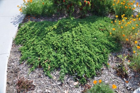 Juniperus-Prostrata-02