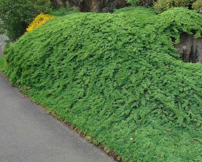 Juniperus-Prostrata-04