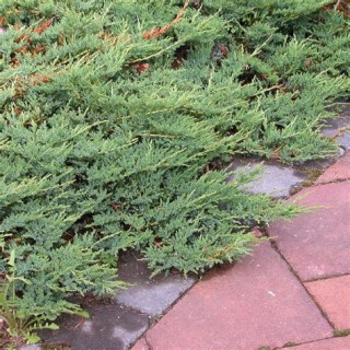 Можжевельник горизонтальный Вилтони (Juniperus horizontalis Wiltonii)
