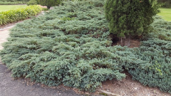 Juniperus-horizontalis-Wiltonii-03