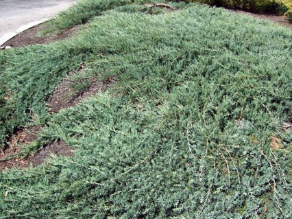 Juniperus-horizontalis-Wiltonii-04