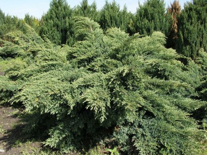 Juniperus-virginiana-Hetz-01