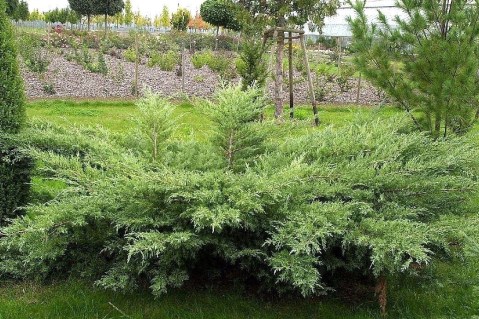 Juniperus-virginiana-Hetz-03