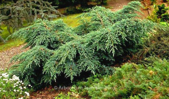 Juniperus_squamata_Blue_Carpet_04