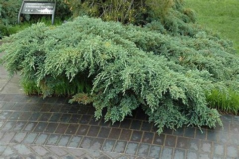 Juniperus_squamata_Blue_Carpet_05