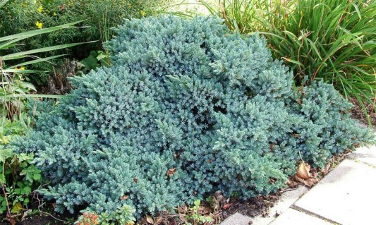 Juniperus_squamata_Blue_Star_04