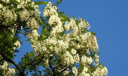 Kak-vyglyadit-belaya-akatsiya