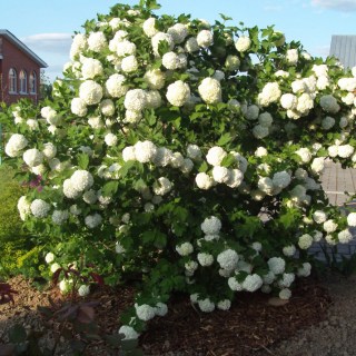 Kalina_Boule_de_Neige_02