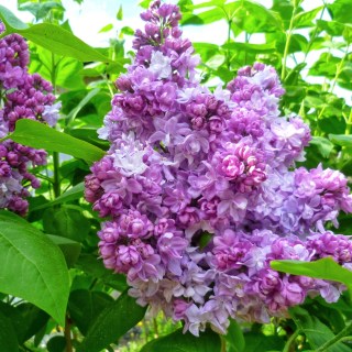 Katherine-Havemeyer-02