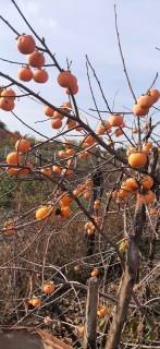 Хурма Божий Дар | продажа саженцев зимостойкого сорта