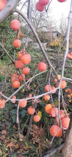 Хурма Дар Софиевки, саженцы