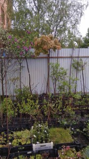 Klen_Red_Royal_stamb_pitomnik.kiev.ua2