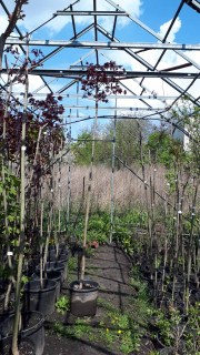 Klen_Red_Royal_stamb_pitomnik.kiev.ua4