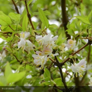 Жимолость душистая (Lonicera fragrantissima)