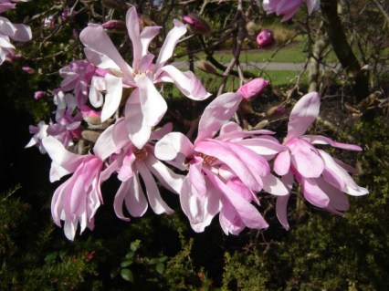 Leonard-Messel-2