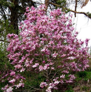 Leonard-Messel-6