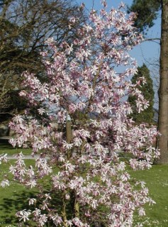Leonard-Messel