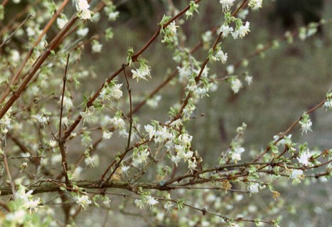 Lonicera+fragrantissima