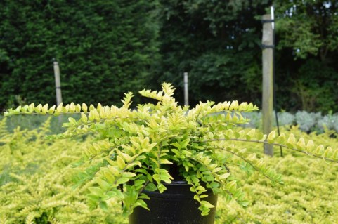 Lonicera_pileata_Golden_Glow_02