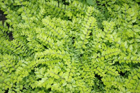 Lonicera_pileata_Golden_Glow_03