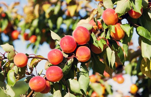 Magic-Cot-apricot-01