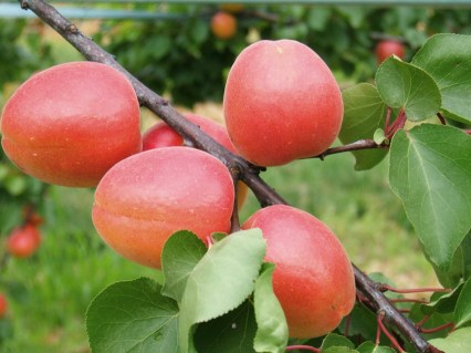 Абрикос Меджик Кот (Magic Cot) [1-летний с открытой корневой системой]