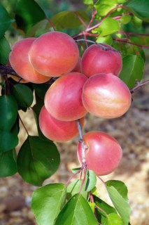 Magic-Cot-apricot-05