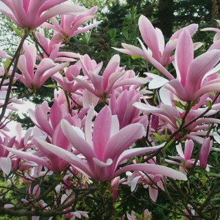 Magnolia-Betty-01