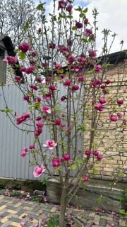 Магнолія Блек Тюлип (Black Tulip)