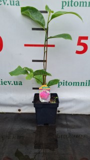 Magnolia-Black-Tulip