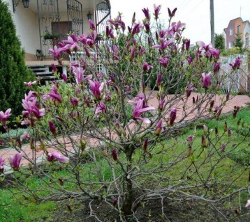 Magnolia-Nigra-2