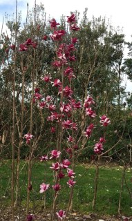 Magnolia-Starburst_01