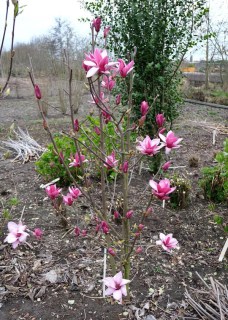 Magnolia-Starburst_03