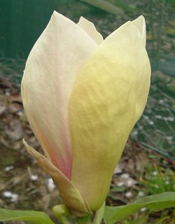 Magnolia-Yellow-Latern-02