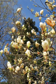 Magnolia-Yellow-Latern-03