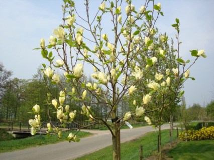 Magnolia-Yellow-Latern-04